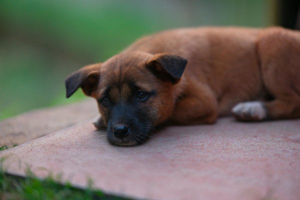 Ultimate Guide to Chassis Lubrication: Enhance Your Jeep Grand Cherokee"s Performance